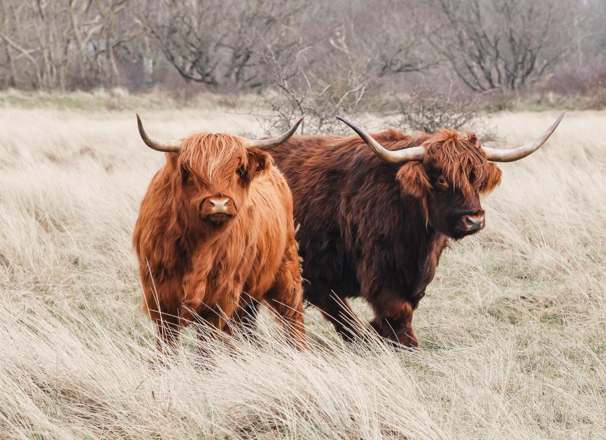 Zoomers Aan Het Bos Castricum Exterior photo